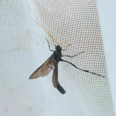 Heteropelma datanae thumbnail 4
