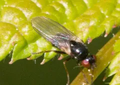 Stearibia nigriceps thumbnail 2