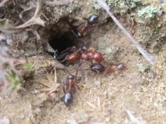 Shining Amazon Ant thumbnail 2