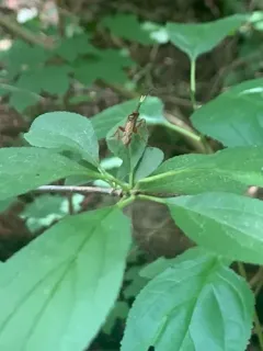 Polytribax pallescens thumbnail 3