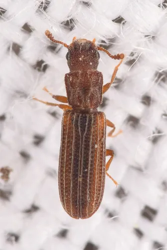 Intricate Ironclad Beetle