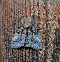 Streaked Tussock Moth thumbnail 3