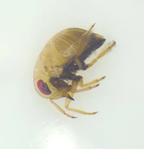 Neoplea striola