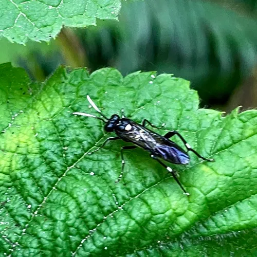Macrophya oregona