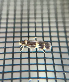 Scarce Obscure Moth thumbnail 4
