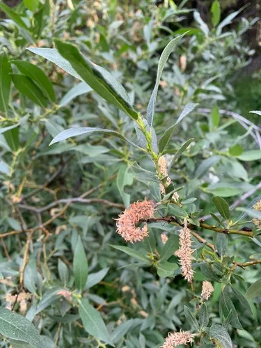 Wolf's Willow