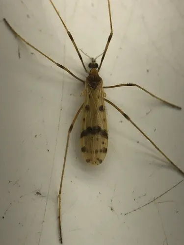 Ilisia armillaris