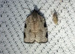 Lozotaenia costinotana thumbnail 1