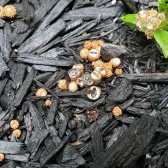 dung-loving bird's nest fungus thumbnail 2