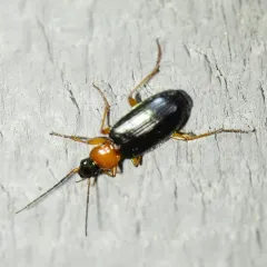 Agonum decorum thumbnail 3
