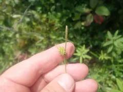 Long-stalked Yellow-sedge thumbnail 2