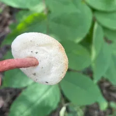 Red Gyroporus thumbnail 4