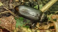 Strongylium terminatum thumbnail 1
