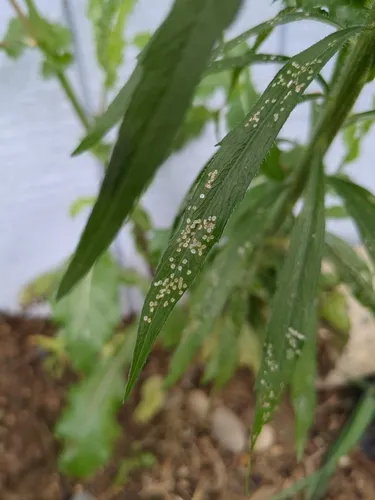 Septoria erigerontis