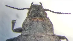 Amphizoa lecontei thumbnail 2