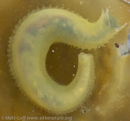 Flabelligera infundibularis