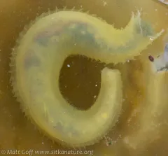 Flabelligera infundibularis thumbnail 1