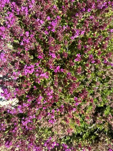 Mother of Thyme