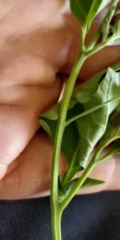 inland nightshade thumbnail 1