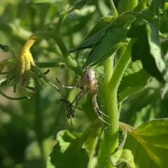 Western Spotted Orbweaver thumbnail 3