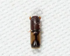Yellow-vested Timber Beetle thumbnail 4