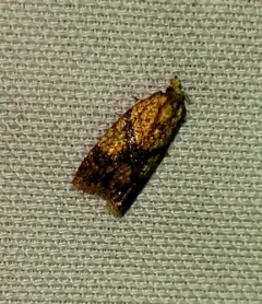 Sparganothis lycopodiana thumbnail 4