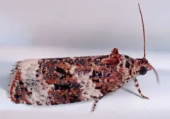 Olethreutes buckellana thumbnail 2