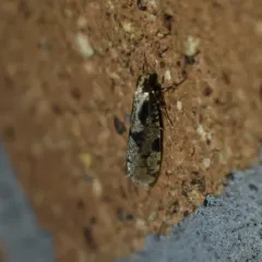 Morophagoides burkerella thumbnail 3