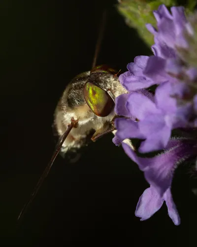 Neorhynchocephalus volaticus