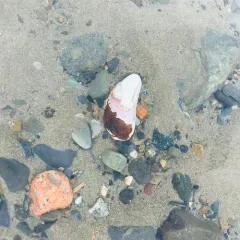 Northern Horse Mussel thumbnail 3