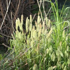 rabbitfoot grass thumbnail 4
