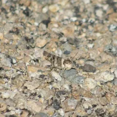 Say's Grasshopper thumbnail 2