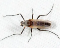 Cardiocladius obscurus thumbnail 4