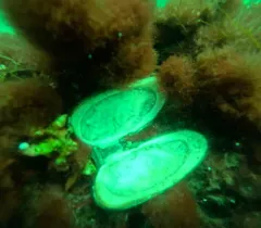 Propellerclam thumbnail 3