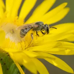 hoary sweat bee thumbnail 3