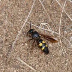 Noble Scoliid Wasp thumbnail 2