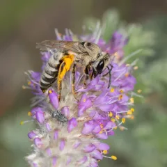 Aberrant Cellophane Bee thumbnail 4