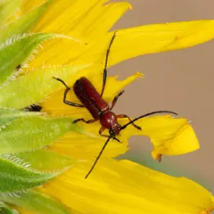 Sutured Longhorn Beetle thumbnail 4
