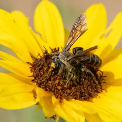 Giant Sweat Bee thumbnail 4