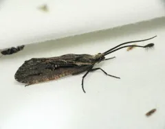 Say's Giant Caddisfly thumbnail 2