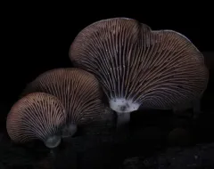 Resupinatus dealbatus thumbnail 4