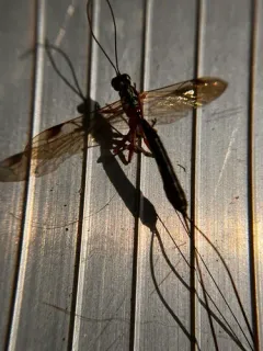 Rhyssella humida thumbnail 2