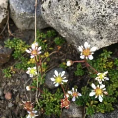 Tolmie's Saxifrage thumbnail 4