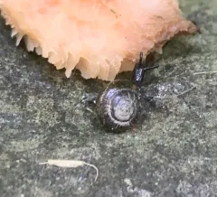 Black Gloss Snail thumbnail 1