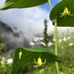 white twisted-stalk thumbnail 3