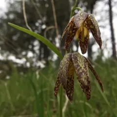 checker lily thumbnail 3