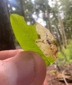 Scolioneura vaccinii thumbnail 3