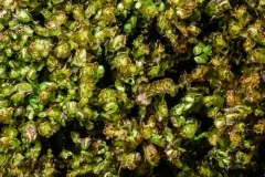 Flush Notchwort thumbnail 1