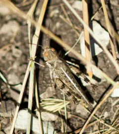 Big-headed Grasshopper thumbnail 2