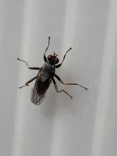 Hydromyza confluens thumbnail 3